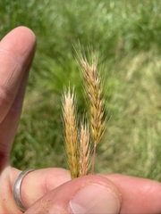 Hordeum pusillum