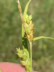 Carex grisea