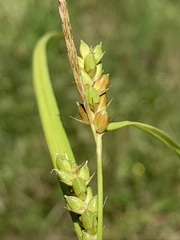 Carex grisea