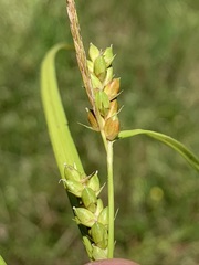 Carex grisea