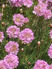 Armeria maritima