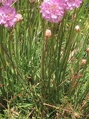 Armeria maritima