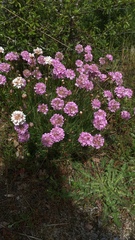 Armeria maritima