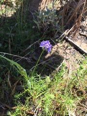 Gilia capitata chamissonis