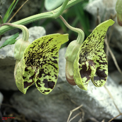 Aristolochia paecilantha