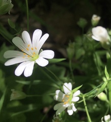 Rabelera holostea