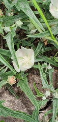 Malvella sagittifolia
