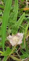 Malvella sagittifolia