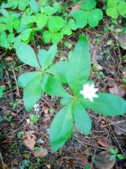 Lysimachia europaea