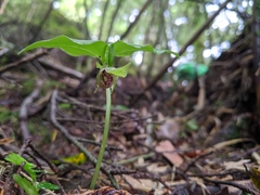 Cypripedium debile