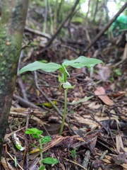 Cypripedium debile