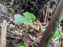 Cypripedium debile