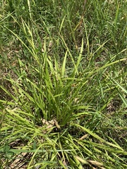 Carex grisea