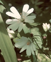Rabelera holostea