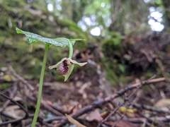 Cypripedium debile