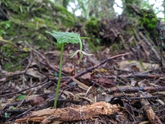 Cypripedium debile