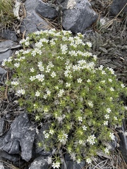 Leptosiphon nuttallii pubescens