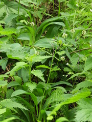 Allium microdictyon