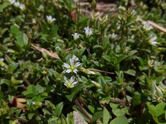 Cerastium morrisonense