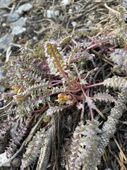 Pedicularis semibarbata charlestonensis