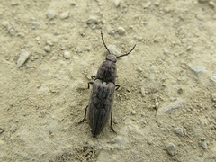 Actenicerus siaelandicus