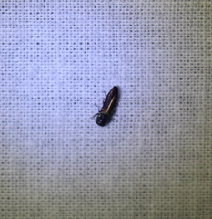 Agrilaxia flavimana
