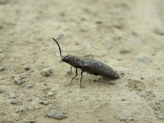 Actenicerus siaelandicus