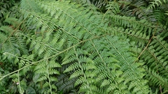 Microlepia