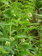 Allium microdictyon