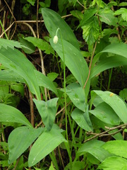 Allium microdictyon