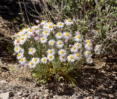 Erigeron concinnus concinnus