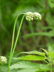 Allium microdictyon