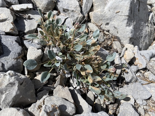 Dwarf sand verbena (Abronia nana)