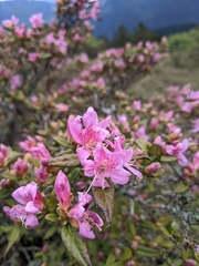 Rhododendron rubropilosum
