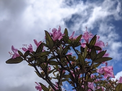 Rhododendron rubropilosum