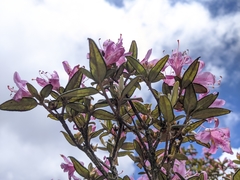 Rhododendron rubropilosum