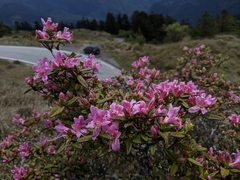 Rhododendron rubropilosum