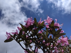 Rhododendron rubropilosum