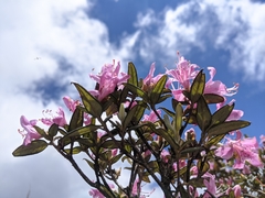 Rhododendron rubropilosum