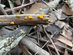 Heterotextus miltinus