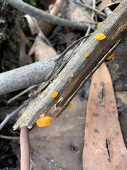 Heterotextus miltinus