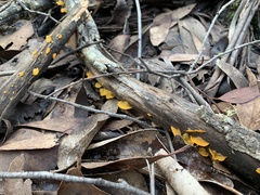 Heterotextus miltinus