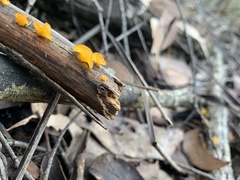 Heterotextus miltinus