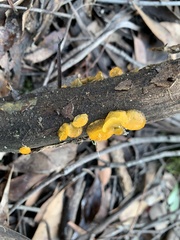 Heterotextus miltinus