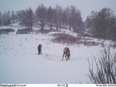 Cervus canadensis sibiricus