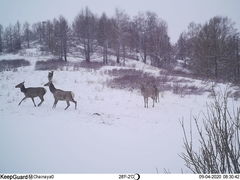 Cervus canadensis sibiricus