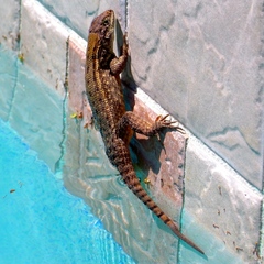 Leiocephalus carinatus