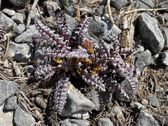 Pedicularis semibarbata charlestonensis