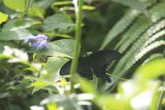 Papilio bianor thrasymedes