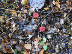 Dermocybe